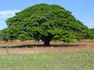 Banfield Arbol